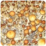Псилоцибиновые (галлюциногенные)  грибы Psilocybin "Golden Teacher" в Шимановске