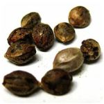 Семена марихуаны АК-47  (Seeds AK-47) в Шимановске